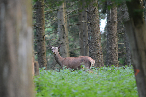 DSC_0826