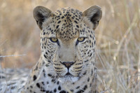 Best of Southern Africa