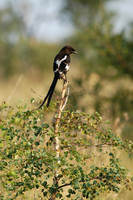 Photos of Africa Birds 001391