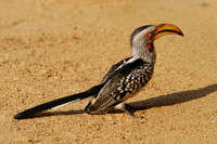 Photos of Africa Birds 001422