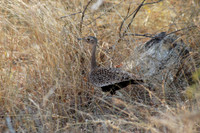Photos of Africa Birds 001437
