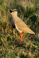 Photos of Africa Birds 001450