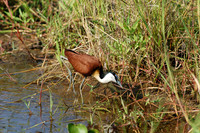 Photos of Africa Birds 001477