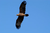 Photos of Africa Birds 001513