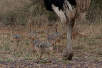 Photos of Africa Birds 001552