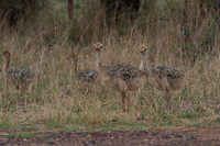 Photos of Africa Birds 001593