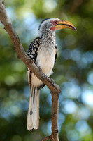 Photos of Africa Birds 001597