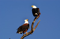 Photos of Africa Birds 001661