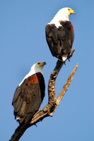 Photos of Africa Birds 001665