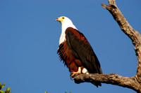 Photos of Africa Birds 001682