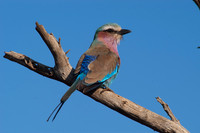 Photos of Africa Birds 001690