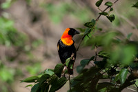 Photos of Africa Birds 001710