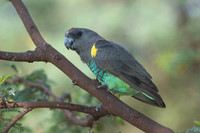 Photos of Africa Birds 001716