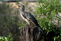 Photos of Africa Birds 001720