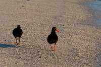 Photos of Africa Birds 001765