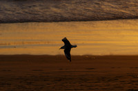 Photos of Africa Birds 001768