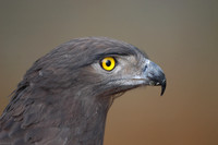 Photos of Africa Birds 003624