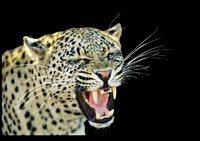 Photos of Africa Leopard 012569