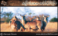 african-wildlife-ssaver-introduction-page-1-1