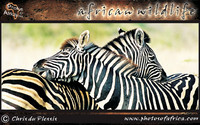 african-wildlife-ssaver-introduction-page-1-2