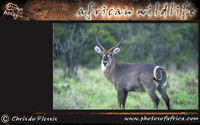 african-wildlife-ssaver-introduction-page-1-3