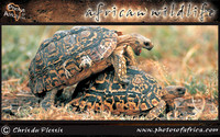 african-wildlife-ssaver-introduction-page-1-4