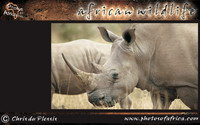 african-wildlife-ssaver-introduction-page-1-5