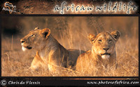 african-wildlife-ssaver-introduction-page-1-6