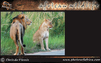 african-wildlife-ssaver-introduction-page-1-7