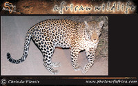 african-wildlife-ssaver-introduction-page-1-8