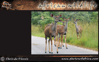 african-wildlife-ssaver-introduction-page-1-9
