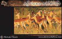 african-wildlife-ssaver-introduction-page-1-10