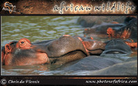 african-wildlife-ssaver-introduction-page-1-11