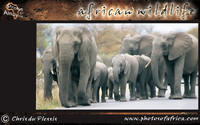 african-wildlife-ssaver-introduction-page-1-12