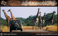 african-wildlife-ssaver-introduction-page-1-13