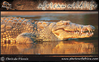 african-wildlife-ssaver-introduction-page-1-14