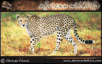 african-wildlife-ssaver-introduction-page-1-15