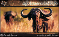 african-wildlife-ssaver-introduction-page-1-16