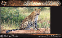 african-wildlife-ssaver-introduction-page-1-17