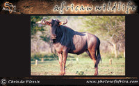 african-wildlife-ssaver-introduction-page-1-18