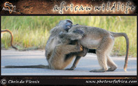 african-wildlife-ssaver-introduction-page-1-19