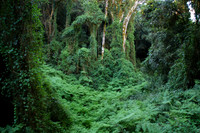 Photos of Africa Panorama Mpumalanga stock images 033940
