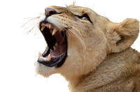 Photos of Africa, Lion (8)