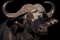 buffalo 01