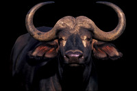Buffalo