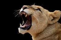 lion 01