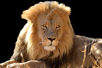 lion
