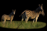 zebra 01