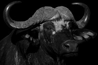 buffalo 01 bw