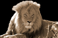 lion sepia